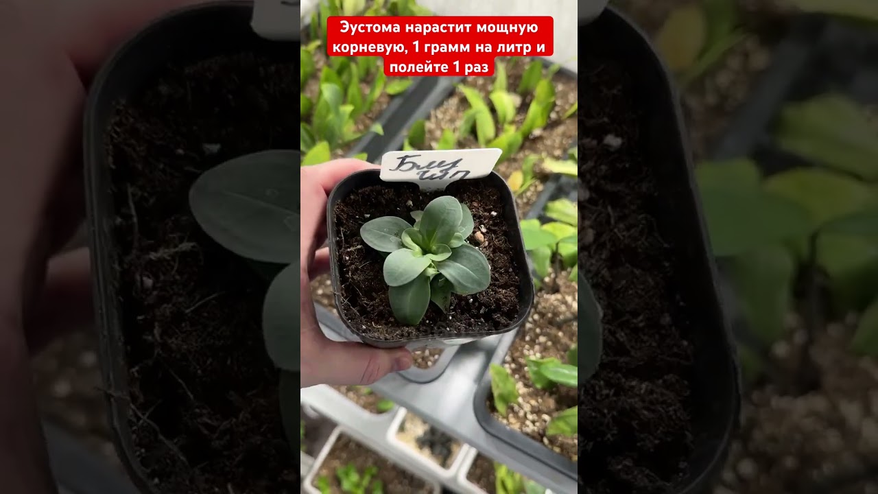 Эустома вмиг нарастит мощную корневую и распушится 