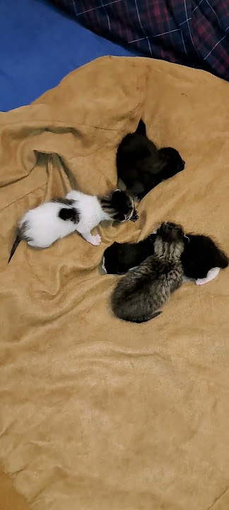 Newborn Kittens Meowing: The Sound of Pure Cuteness!