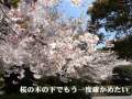 桜の木の下で  北村尚志