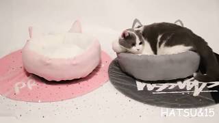 Pet Cat Washable Cat Ears Soft Sofa Bed screenshot 3