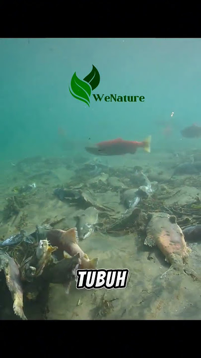 Pengorbanan Terakhir: Ikan Salmon dan Siklus Kehidupan
