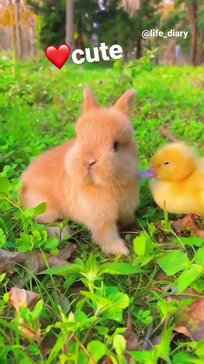 Cute⭐️Bunny,Chicks,Adorable Pets⭐️#cute#animals#fancy#nice#youtube# ...