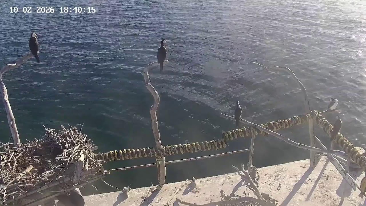 Port Lincoln Osprey Live Stream