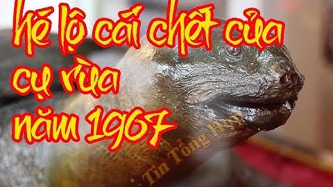 cái chết của cụ rùa tiêu bản đầu tiên trưng bày ở đền ngọc sơn - tin tổng hợp