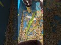 بطة بطة شفناها