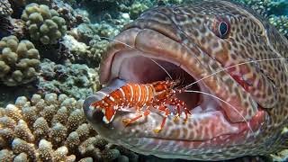 White noise VIBRANT CORAL REEFS & MARINE LIFE