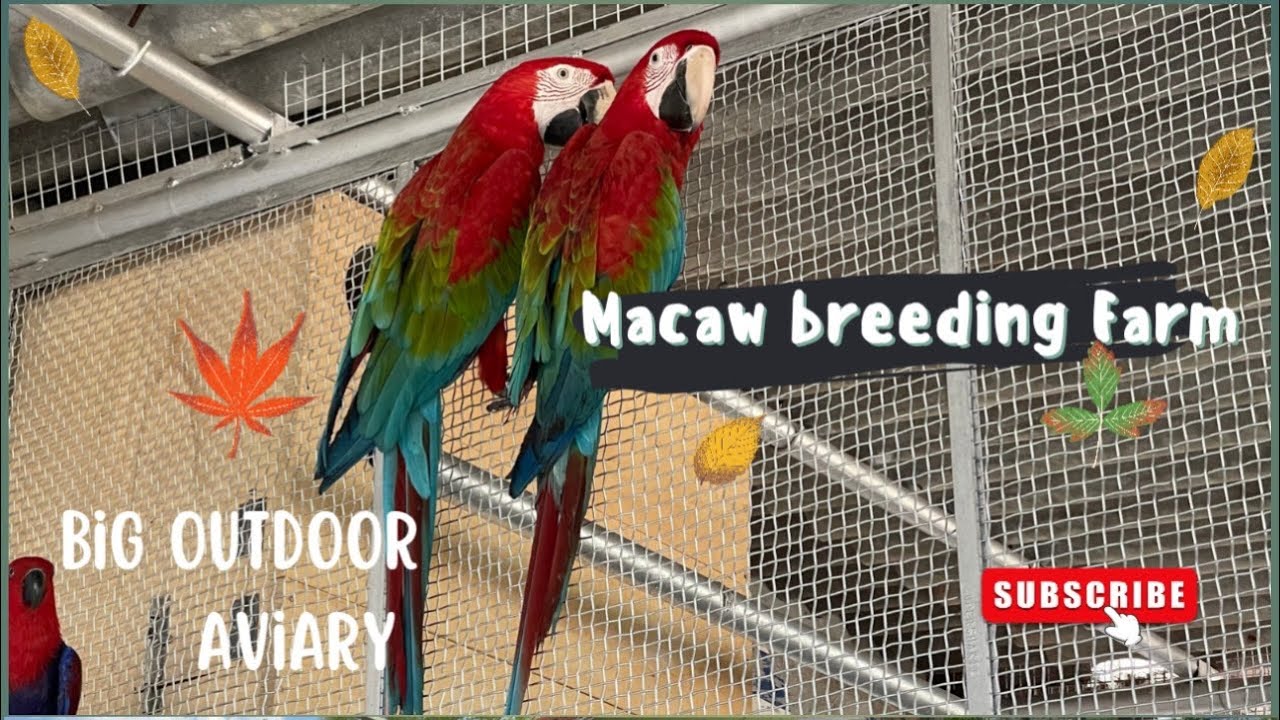 Big Parrots Big Outdoor aviary Big breeding setup for Macaw - YouTube - Commercial Macaw Breeding Aviary Designs