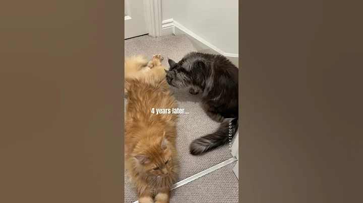 Watch the video about Tough Meow Love 💔 Is he still not good enough for her?😿🖤 #mainecoon #cutecats #catslife