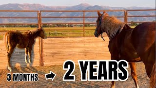 $25 Auction HORSE turns 2 years old! ❤️ She is GORGEOUS!