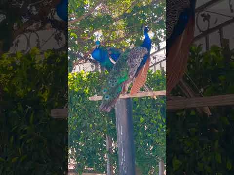 Two beautiful PEACOCK 🦚 Flying peacock 😍 #shorts #birds #youtubeshorts #viralvideo  #peacock #yts