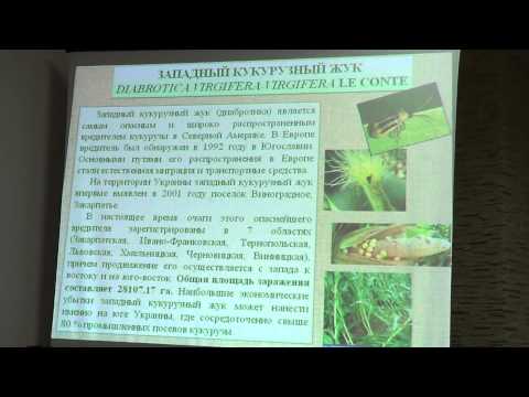 Защита растений: доклад Клечковского Ю.Д.: Прогноз вредителей при помощи ГИС