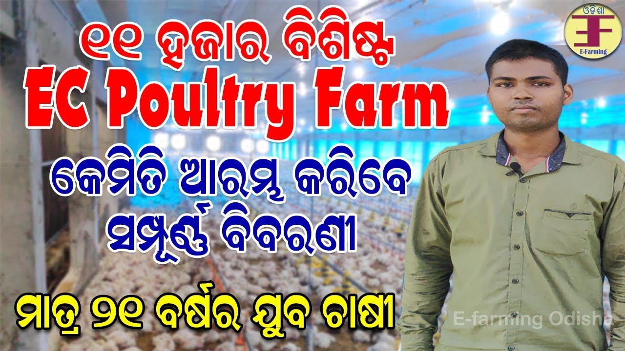 EC Poultry farming in odisha(EC Poultry Farm).New technology in poultry farming.