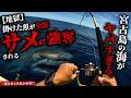 【地獄】掛けた魚が全部サメに強奪される宮古島の海がヤバすぎる。※遊泳者も注意が必要!?