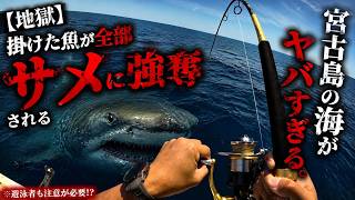 【地獄】掛けた魚が全部サメに強奪される宮古島の海がヤバすぎる。※遊泳者も注意が必要!?