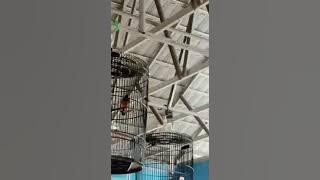 aksi murai f3,main d muara padang jlur 20,sangat memukau..penjurian ABN.