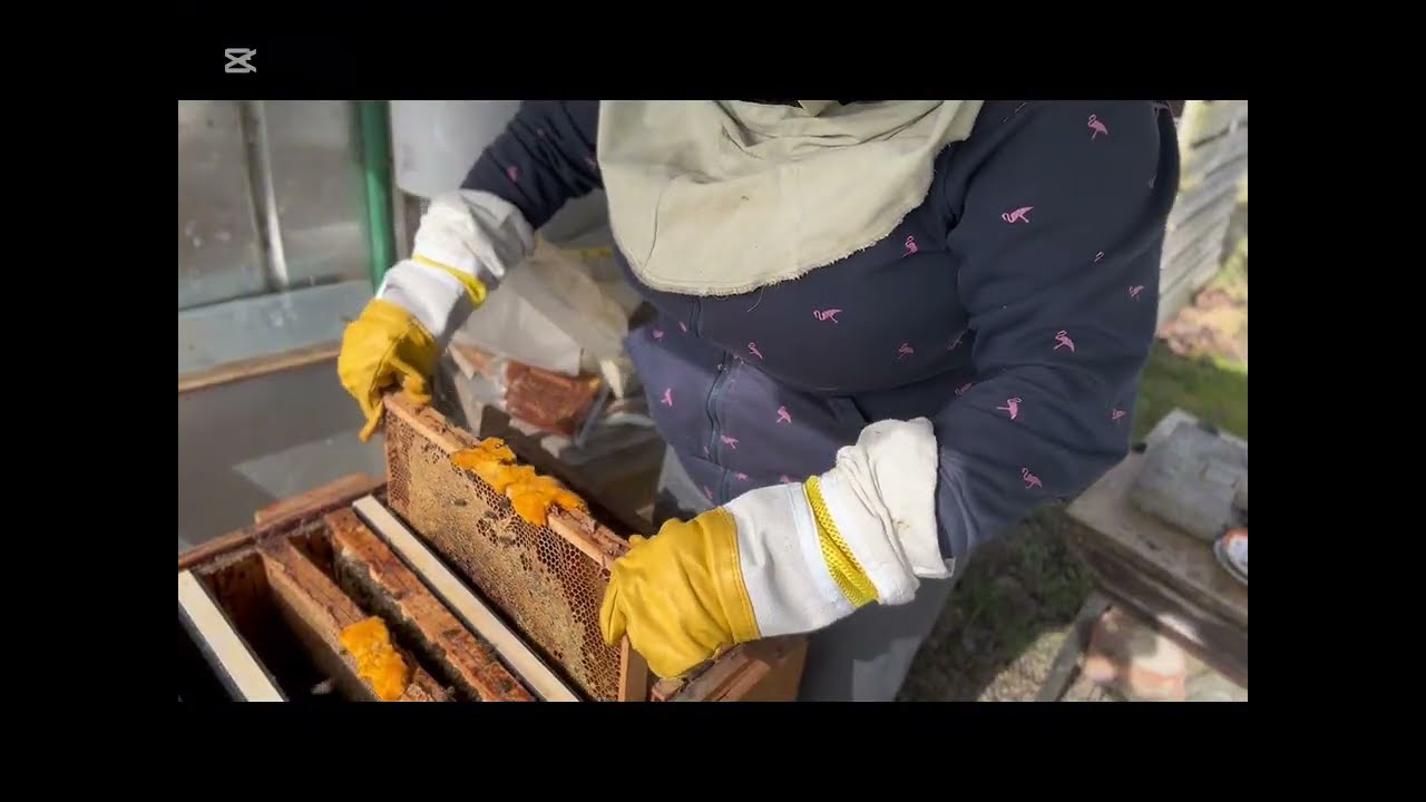 Немного о пчёлах,и как не скучно с внуками.