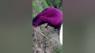 Cấy lúa nương cua người dân tộc dao