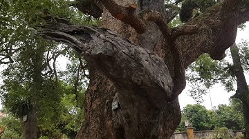 Cây Dã Hương Nghìn Năm Tuổi “Độc Nhất Vô Nhị Của Thế Giới” Tại Bắc Giang