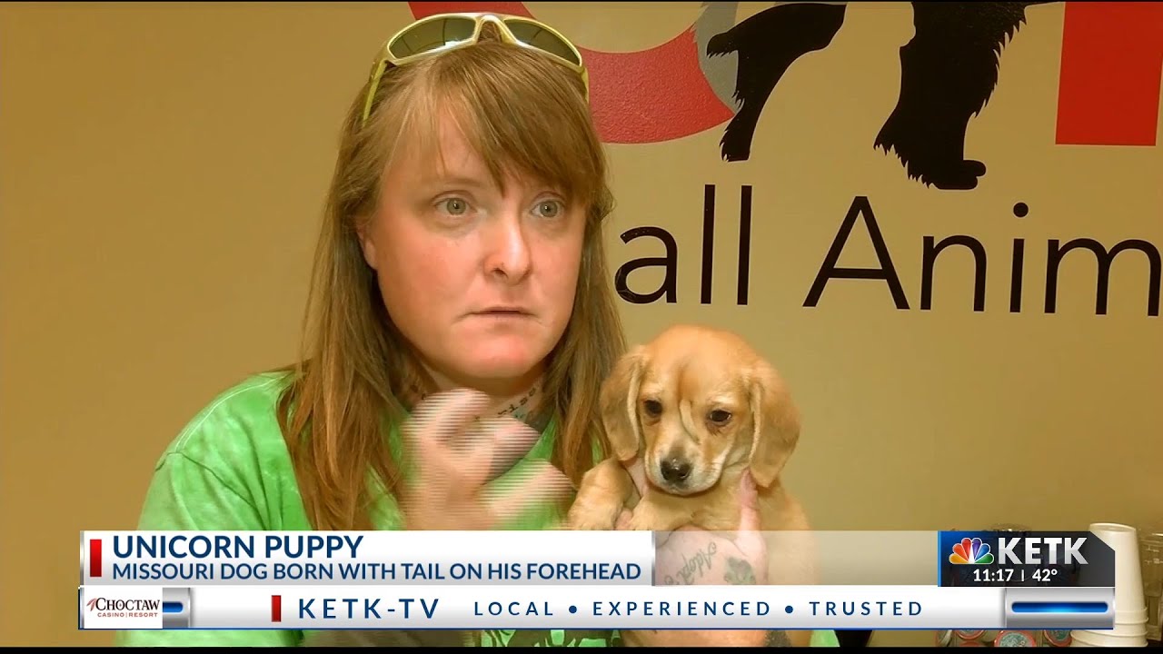 "Narwhal" rescue puppy takes by storm YouTube