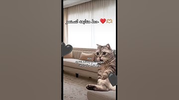 قرأن كريم راحه نفسيه ❤️🥰 #صلوا_على_النبي #yasseraldossary #تلاوة_خاشعة #لايك #اكسبلور #ياسر_الدوسري