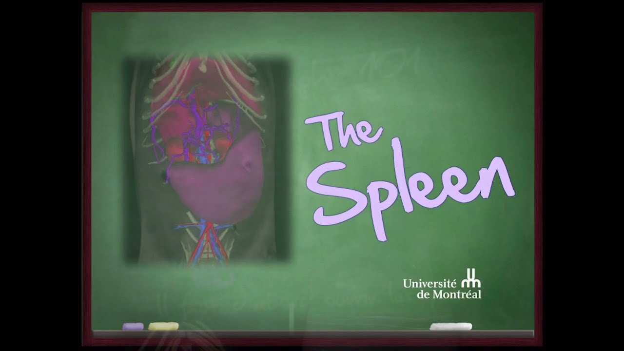 Mastering Abdominal Ultrasound in Small Animals - Spleen