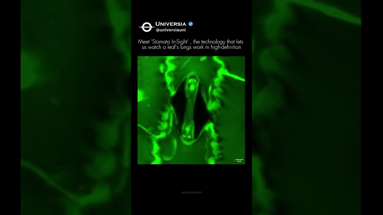 WATCH: A Plant Breathing in 3D! 🌿