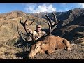 HUNTING GIANT RED STAGS IN NEW ZEALAND