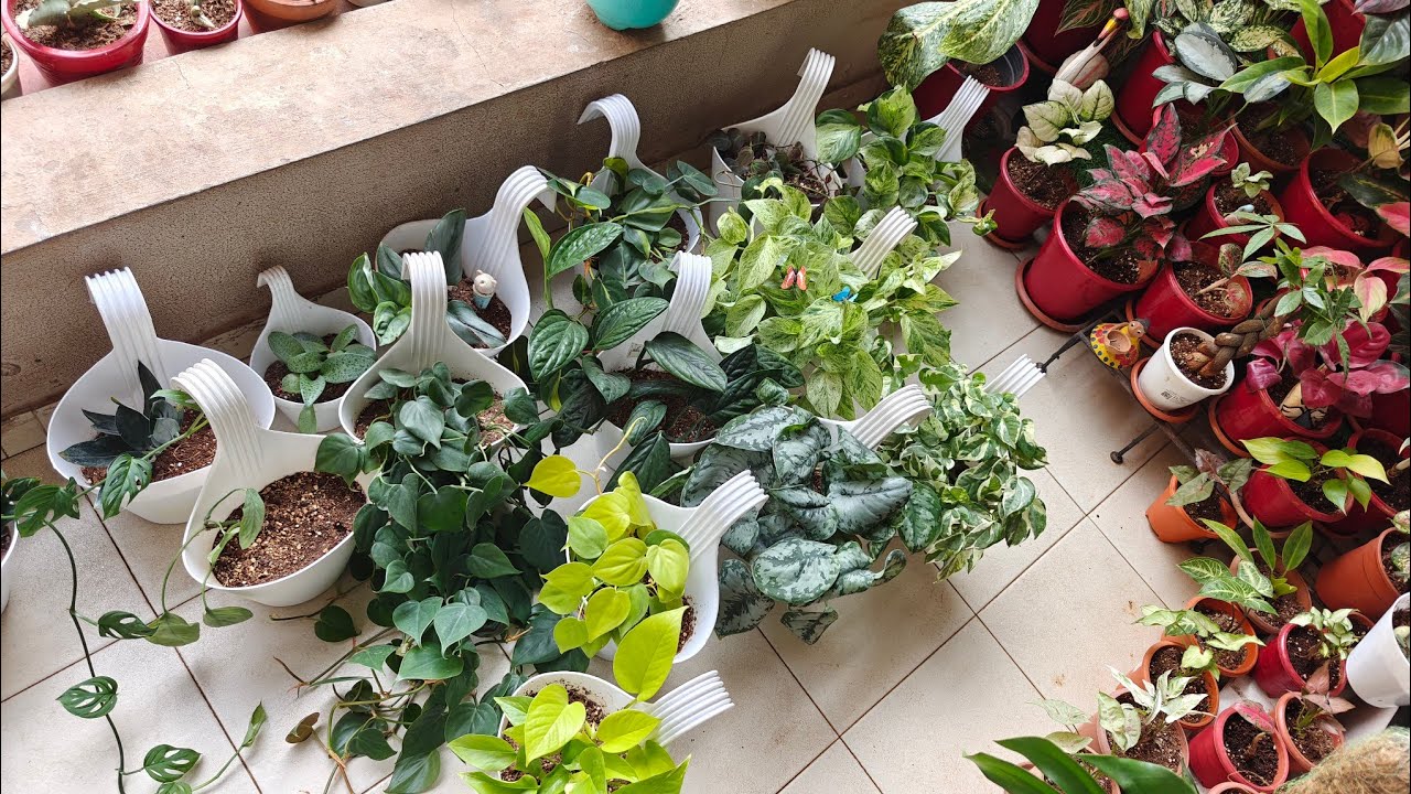 How I Care My Hanging Plants 🌱 Just Plants & Care 🌿