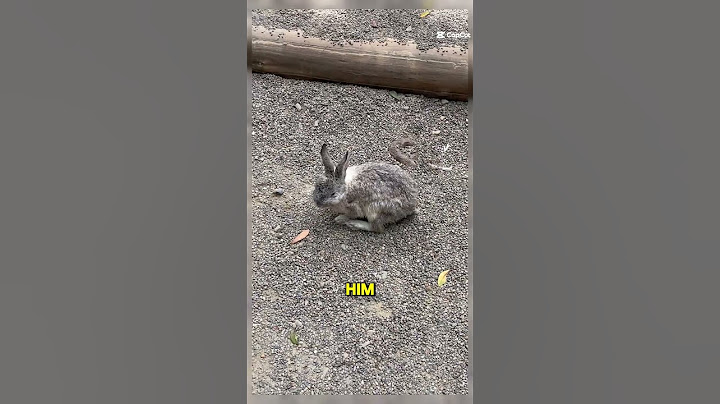 This bunny got so sad when his friend left him ❤️ #shorts #wholesome