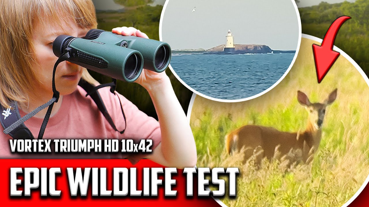 Video thumbnail: Can a Budget Binocular Beat Premium? Vortex Triumph HD 10x42 Real Wildlife Field Test