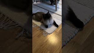 Savannah Kings Two Cats On A Never-Ending Hunt