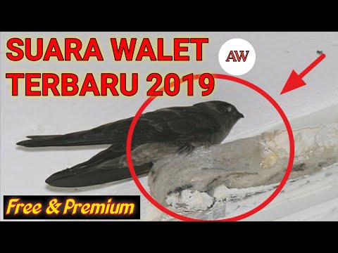 suara-panggil-walet-terbaru-||-free-&-premium