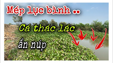 Câu Cá Rô Đồng, Phải Thế Cái Địa Hình Cá Thác Lác Ục Nhiều, Thả Mồi Là Giật Liền