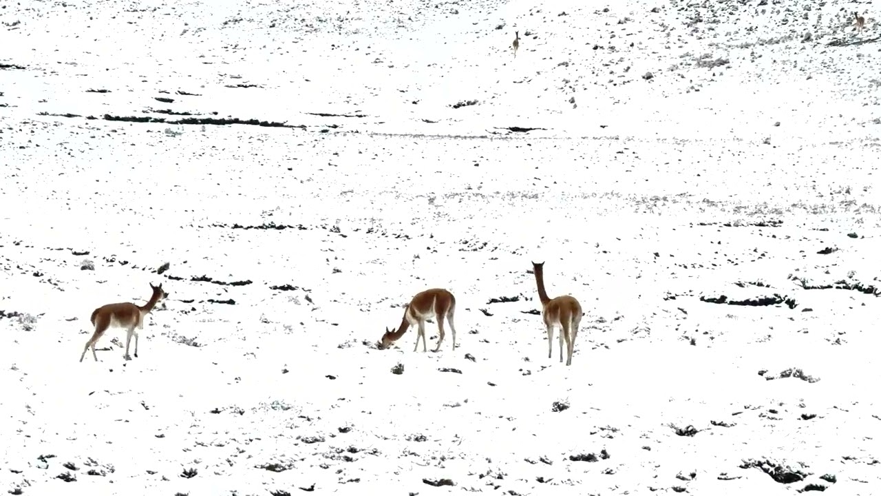 SOLO SOLITO YO HEY VENIDO HUAYLIA  PRIMICIA 2026, ROBERT ROJAS SERRANO