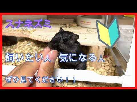 スナネズミを飼育しやすい理由3選！！【スナネズミ・ジャービル飼育】