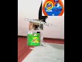 SNOWHARAGA fights gain #kitten #cuteanimals #catvideos #catshorts #cutecat #cat #tide