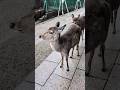 Japan Nara Park Sika Deers