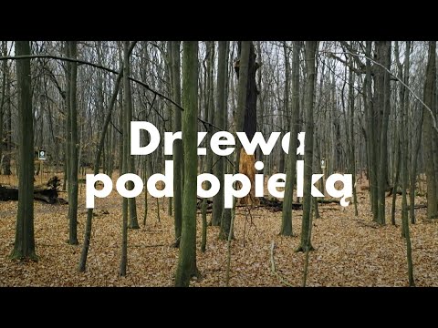 Wideo: Drzewa Mają Pojęcie Przestrzeni Osobistej - Alternatywny Widok