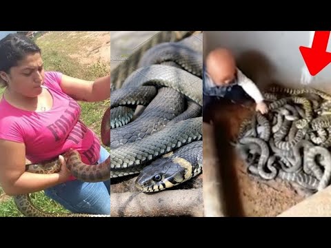 She must kill 3 snakes just to get out of the house, scary case