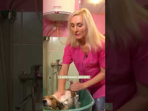 Почему нельзя мыть собаку человеческим шампунем?