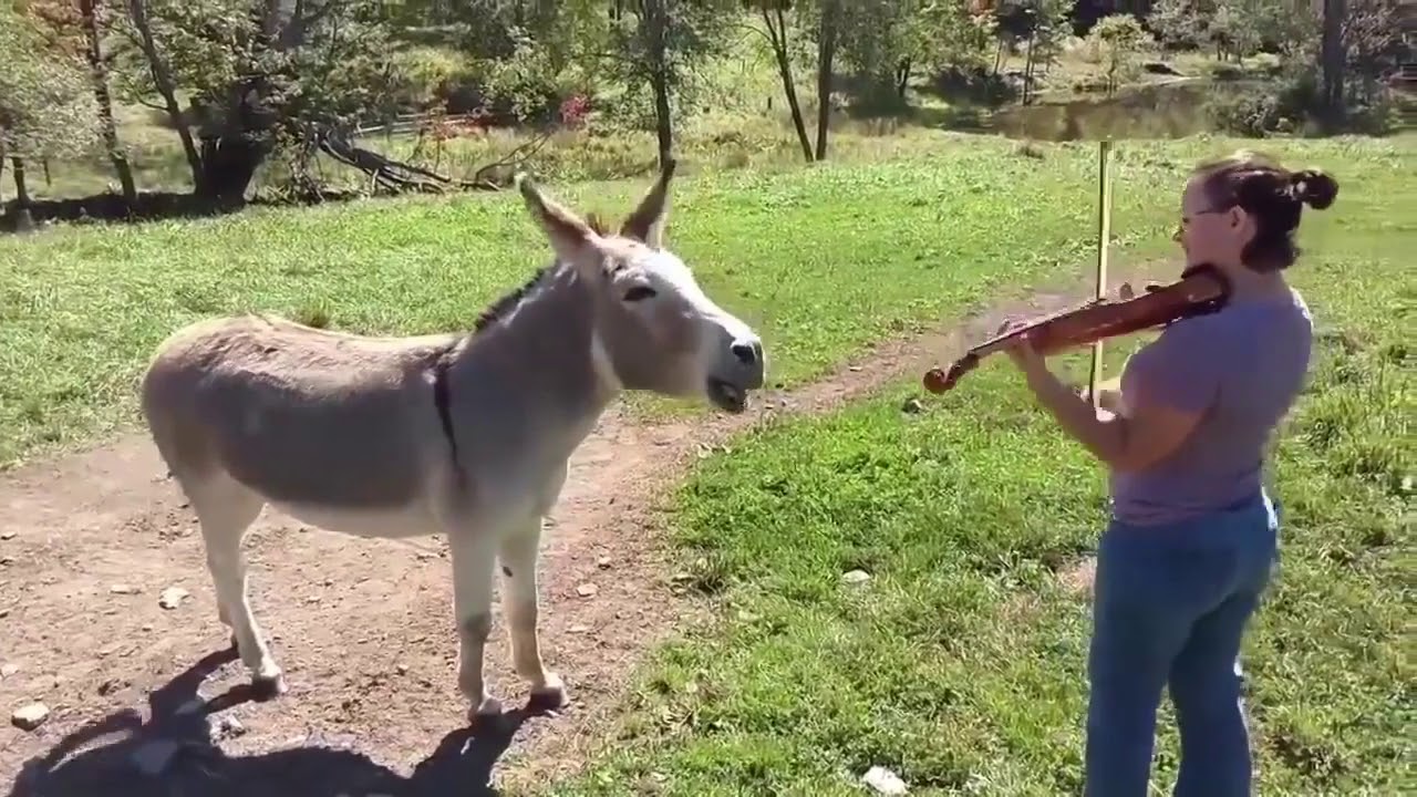 Are Donkey Shows Real In Mexico