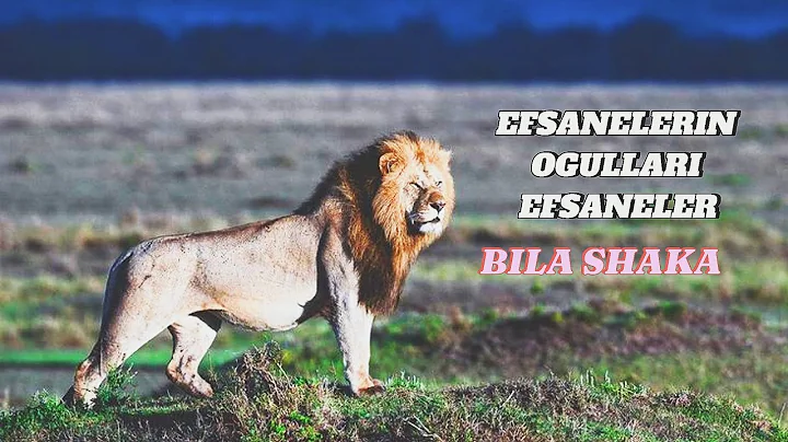 Efsanevi Lolparpit ve Olbarnotinin oğullarının Bila Shakalerin hayat hikayesi #masaimara #lion #fyp