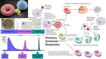 Animal Form and Function: Immune System