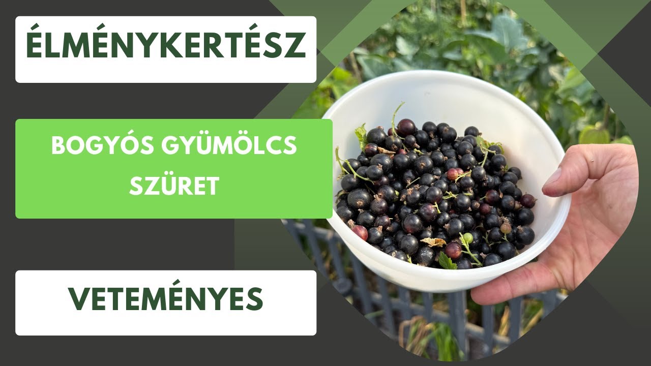 Ezért érdemes bogyósokat ültetni otthon!🫐
