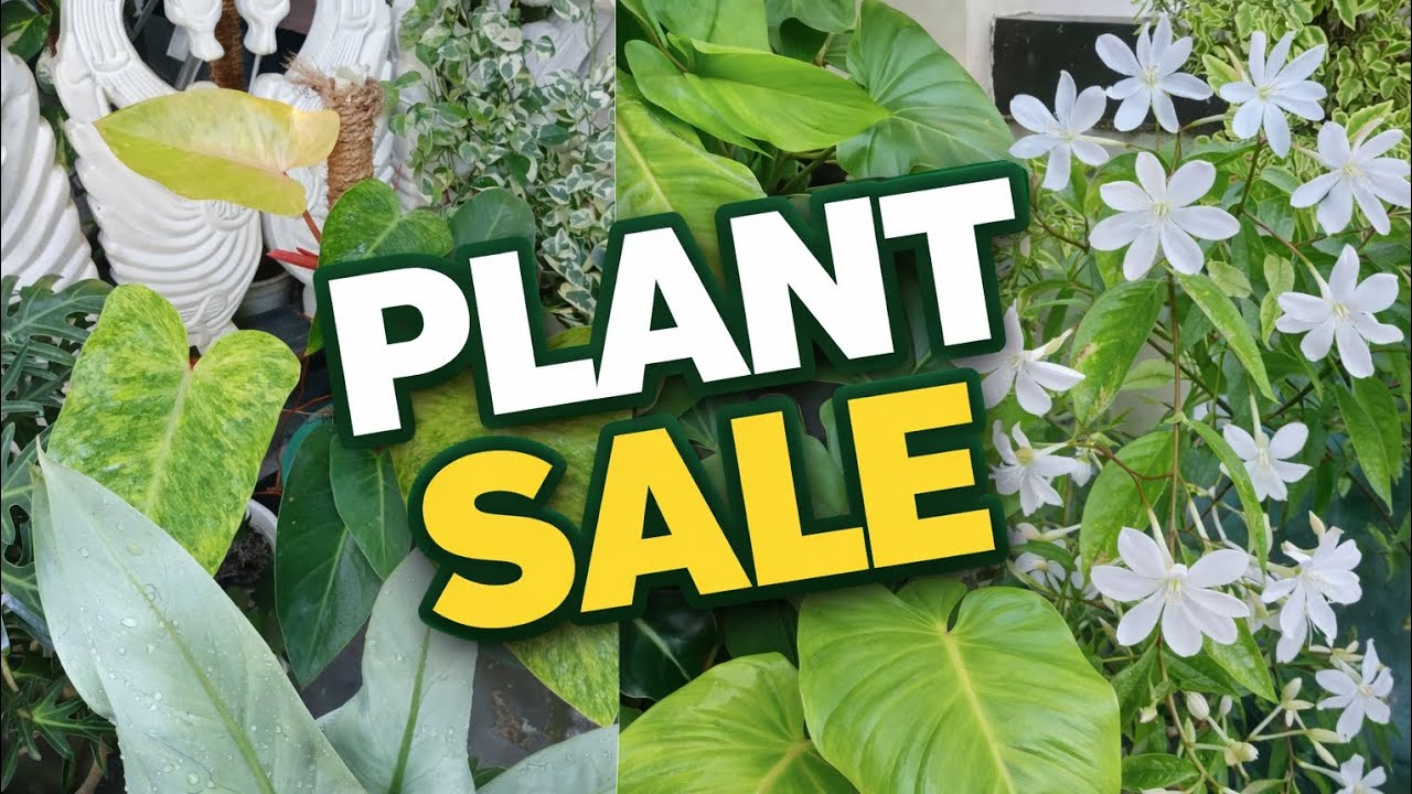 මගේ 13 වෙනි plant sale එක බලන්න එන්න WhatsApp - 0769684355