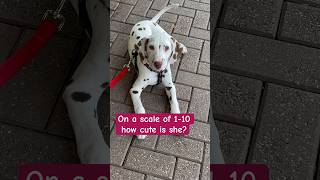 Dalmatian, laying on the sidewalk #Dalmatian #Puppy#PuppyLove#Dog#DogBreeds#DogBreed#cutedog#DogPark