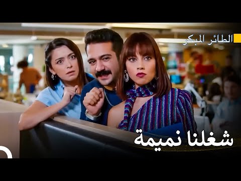 كلكم ضدنا الثلاثة سلسل الطائر المبكر 