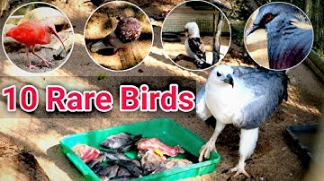 10 rare birds caught on camera in Srilanka | 10 Amazing rare birds in Srilanka