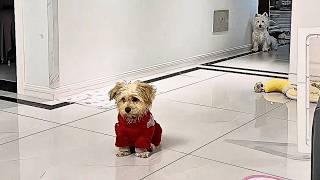 Stray dog knows he has no owner, can only hide in corner envying other dogs play with their owners.