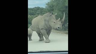 Rino in France